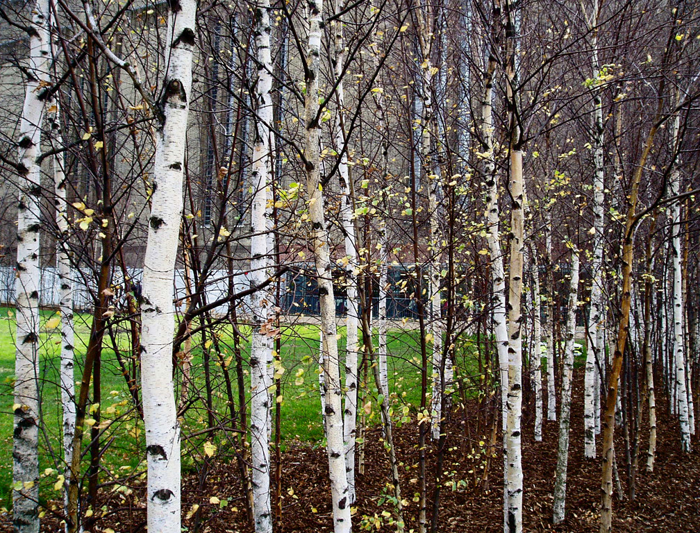 The Silver Birch - a robust and gracious British native tree